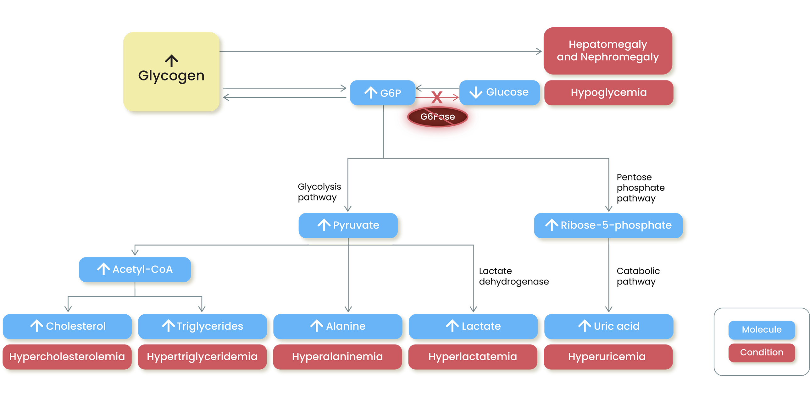 Consequences of G6Pase deficiency