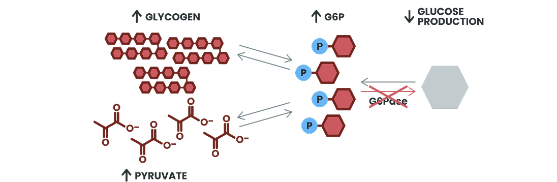 G6Pase deficiency in GSDIa