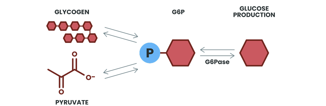Unaffected glucose production
